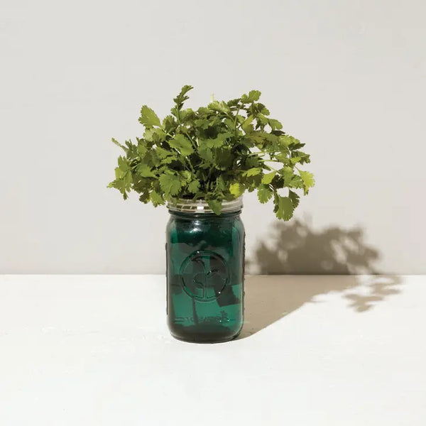 Garden Jar With Herbs